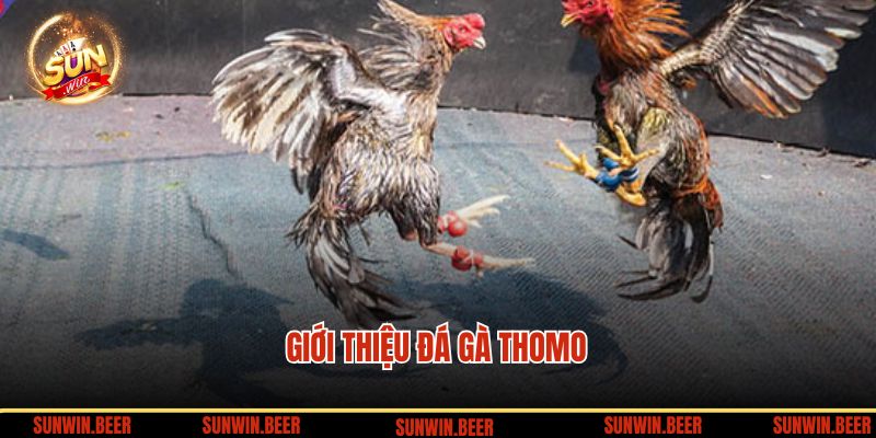 Giới thiệu đá gà Thomo tại SUNWIN