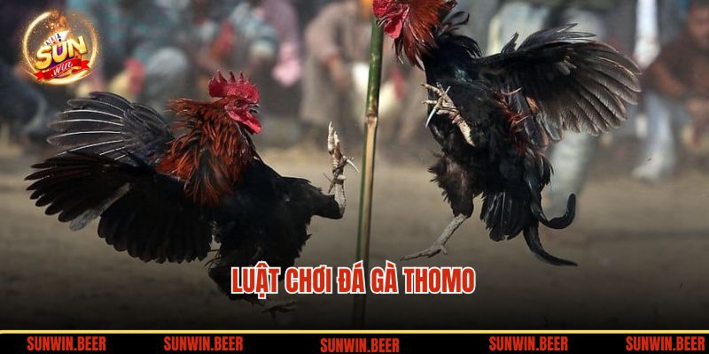 Luật chơi đá gà Thomo tại SUNWIN