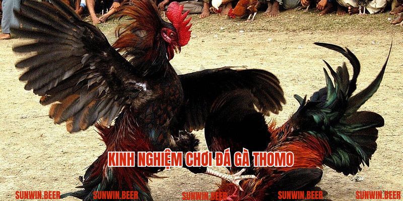 Kinh nghiệm chơi đá gà Thomo